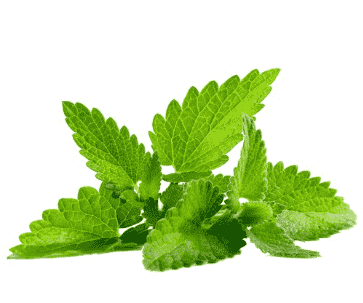 Mint Flavor